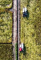 Rice Harvest in Taizhou