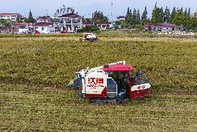 Rice Harvest in Taizhou