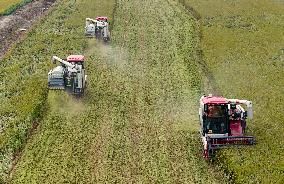 Rice Harvest in Taizhou