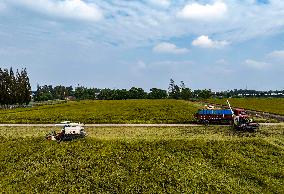 Rice Harvest in Taizhou