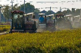 Rice Harvest in Taizhou