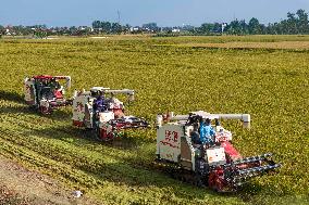 Rice Harvest in Taizhou