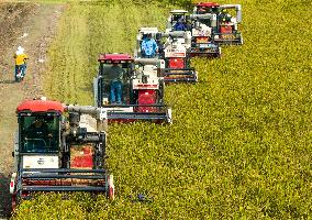 Rice Harvest in Taizhou