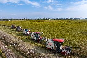 Rice Harvest in Taizhou