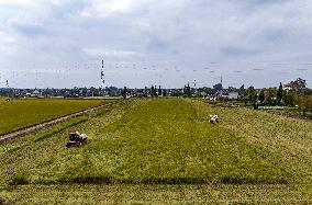 Rice Harvest in Taizhou