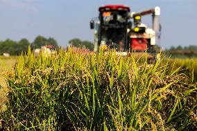 Rice Harvest in Taizhou