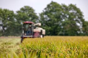 Rice Harvest in Taizhou