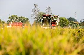 Rice Harvest in Taizhou