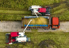 Rice Harvest in Taizhou