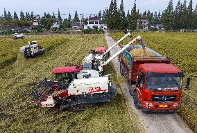 Rice Harvest in Taizhou