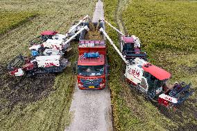 Rice Harvest in Taizhou