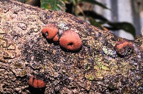 Daldinia Concentrica  - King Alfred's Cakes Fungus