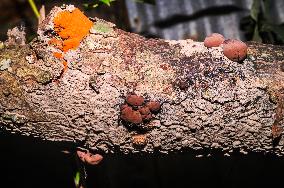 Daldinia Concentrica  - King Alfred's Cakes Fungus