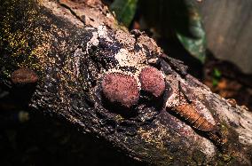 Daldinia Concentrica  - King Alfred's Cakes Fungus