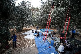 Harvest Olives In Silwan Jerusalem