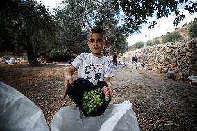 Harvest Olives In Silwan Jerusalem