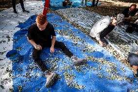 Harvest Olives In Silwan Jerusalem