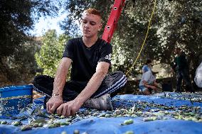 Harvest Olives In Silwan Jerusalem