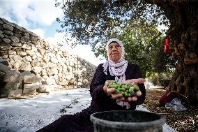 Harvest Olives In Silwan Jerusalem