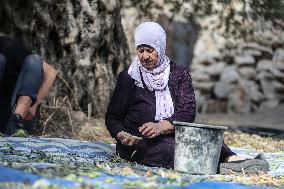 Harvest Olives In Silwan Jerusalem