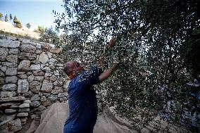 Harvest Olives In Silwan Jerusalem