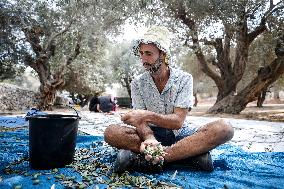 Harvest Olives In Silwan Jerusalem