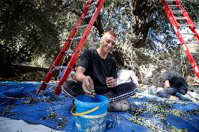 Harvest Olives In Silwan Jerusalem