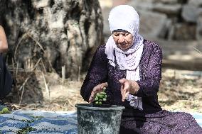 Harvest Olives In Silwan Jerusalem