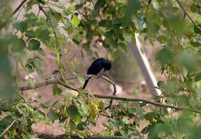 Black Drongo Bird