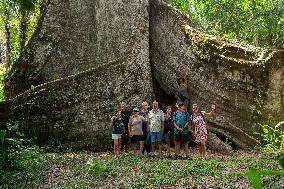 Samauma Tree In The Brazilian Amazon