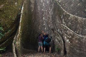 Samauma Tree In The Brazilian Amazon