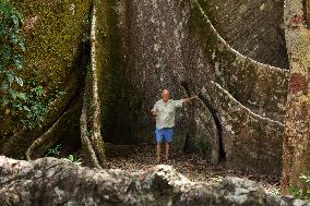 Samauma Tree In The Brazilian Amazon