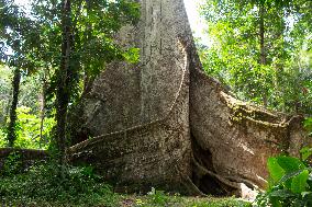 Samauma Tree In The Brazilian Amazon