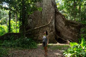 Samauma Tree In The Brazilian Amazon