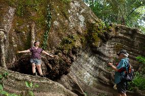 Samauma Tree In The Brazilian Amazon