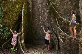 Samauma Tree In The Brazilian Amazon