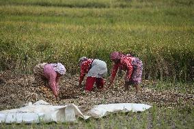 Daily Life In Nepal.