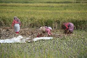 Daily Life In Nepal.