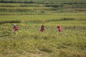 Daily Life In Nepal.