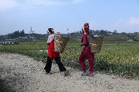 Daily Life In Nepal.