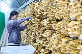 Mushroom Industry Cluster