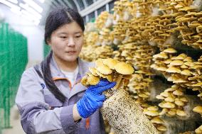 Mushroom Industry Cluster