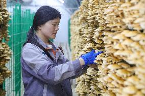 Mushroom Industry Cluster