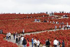 40,000 kochia carpet park