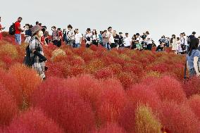 40,000 kochia carpet park