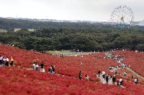 40,000 kochia carpet park