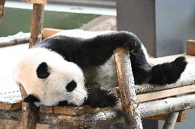 Giant Pandas at the Ähtäri Zoo