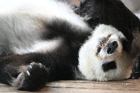 Giant Pandas at the Ähtäri Zoo