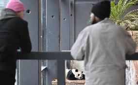 Giant Pandas at the Ähtäri Zoo