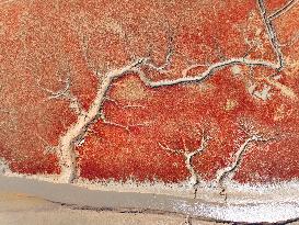 Qingdao Jiaozhou Bay Yanghe River Red Beach